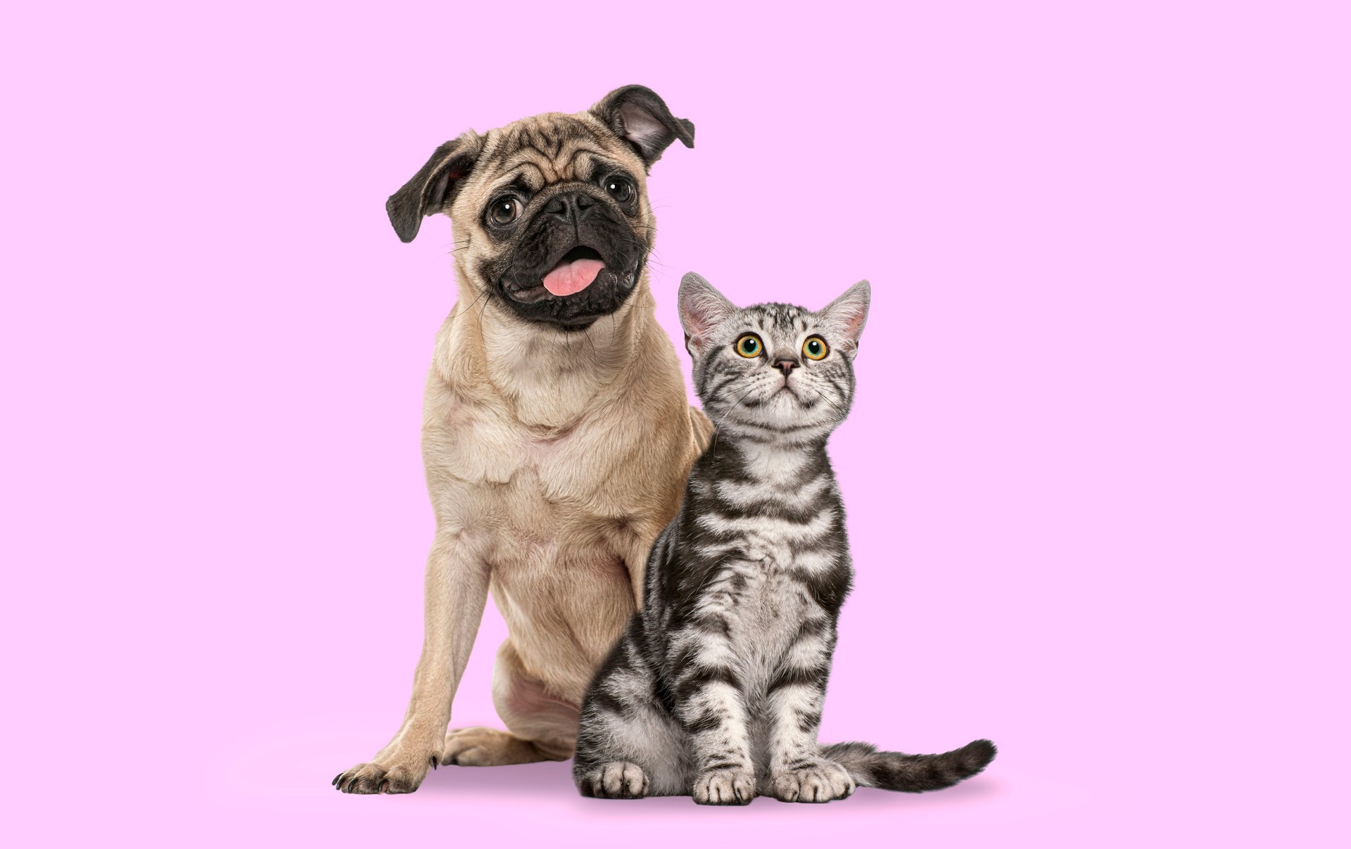 Pug dog and British Shorthair kitten sitting side by side together on a pink background Pug dog and British Shorthair kitten sitting side by side together on a pink background
